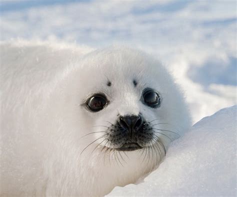 Baby Harp Seal Cute