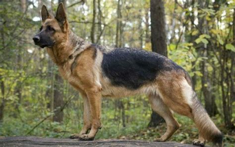 9 German Shepherd Facts With Information For Dog Owners Allshepherd