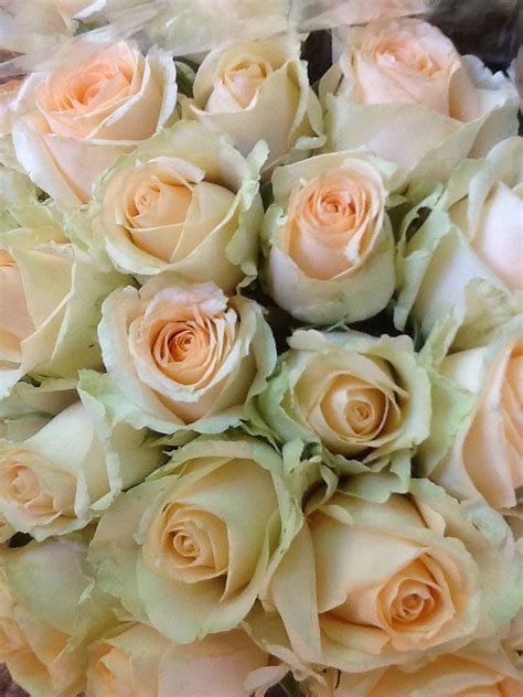 Peach Avalanche Roses Flower Identification Country Garden Weddings