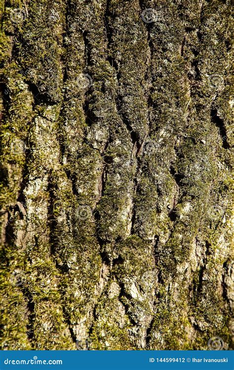 The Bark Of The Forest Tree Is Covered With Green Moss With A Textured