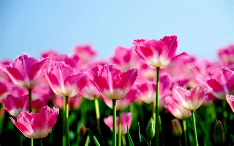 Pink Tulips Wallpaper 1920x1200 42526