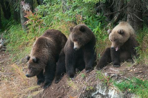 Triplets Three Grizzly Bear Cubs Expeditions Alaska