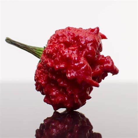 High Quality Goods Discounted Price 10 Pure Seeds Carolina Reaper Red