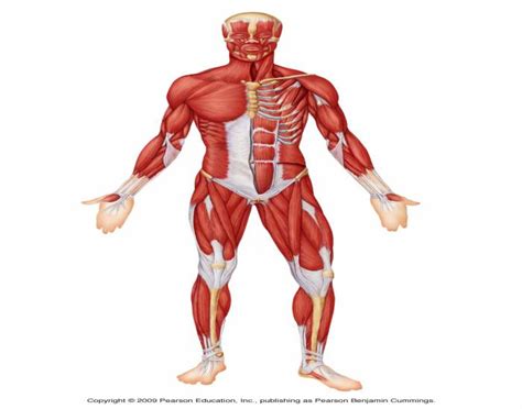 Muscle anatomy of the human body. Muscles of the anterior surface of the body.