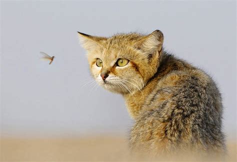 We did not find results for: Arabian sand cat, photograph by Majed Ali. | 子猫, 動物, スナネコ