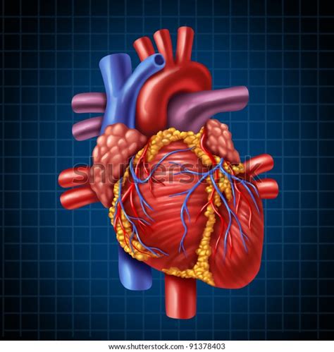 Anatomía Cardíaca Humana De Un Cuerpo Sano Sobre Un Fondo Gráfico Azul