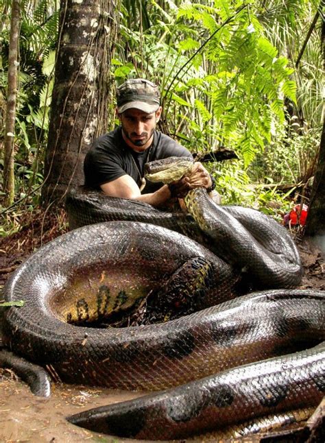 This Man Was Eaten Alive By Anaconda On Live Tv What Happened Next Was