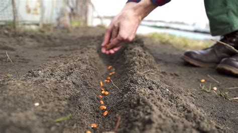 Close Up Of A Farmer Sowing Seeds Stock Video Motion Array