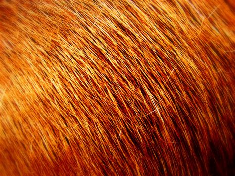 Individuals with scars, or those who have the main objective of applying low level laser therapy after hair transplantation is to speed up the healing time, to help reduce side effects such as. DISCOMBOB'S BLOG: Cotswolds animals