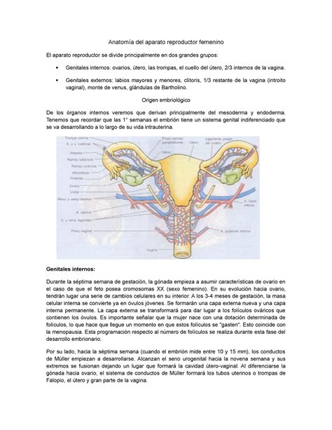 Anatomía Del Aparato Reproductor Femenino Obstetricia Studocu