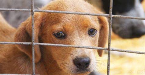 Descubre Cómo Ayudar A Los Perros A Permanecer Menos Tiempo En Las Perreras