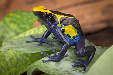 Poison Dart Frog 16 Photograph By Dirk Ercken Pixels