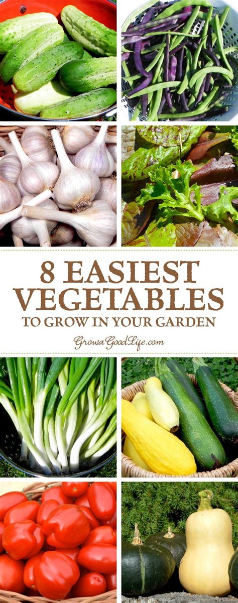 12 Easiest Vegetables To Grow In Your Garden Easy Vegetables To Grow Growing Vegetables