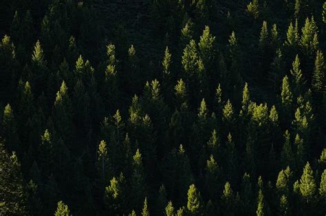 Spruce Trees Forest Light Rays Hd Wallpaper Peakpx