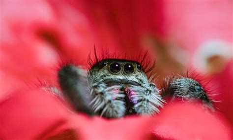 Pavouk „vyhodil“ ženu Z Auta A Ponechal Tam 200 Pavouků Zivot
