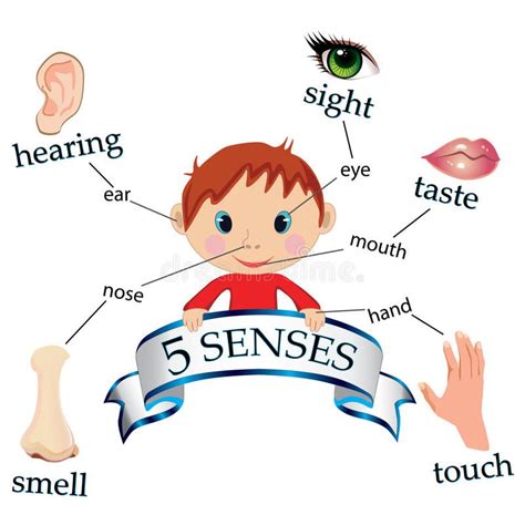 5 Senses Vector Illustrating The Five Senses Affiliate Senses