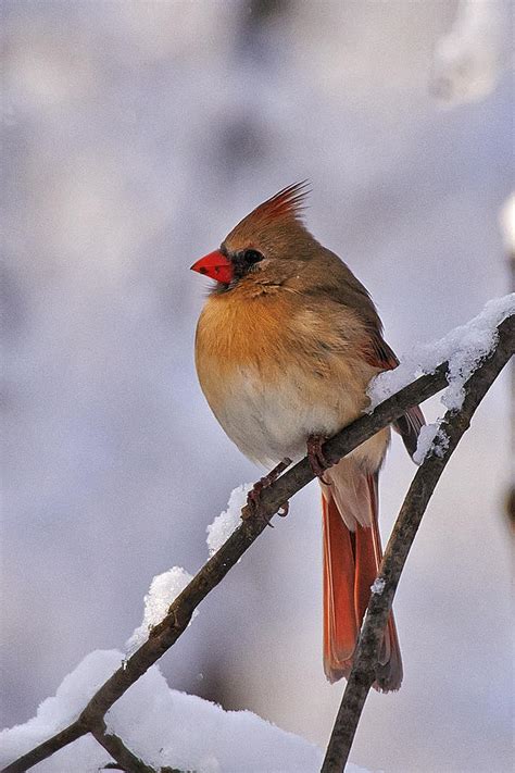 Female Cardinal On A Snowy Branch Photograph By Bob Arens
