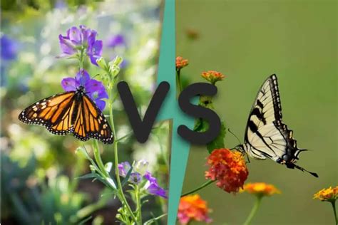 Monarch Butterfly Vs Swallowtail Differences Wildlife Informer