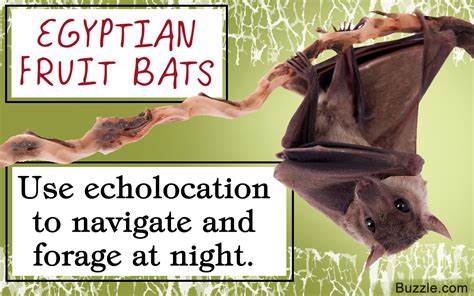 Exceptionally Enthralling Facts About The Egyptian Fruit Bat