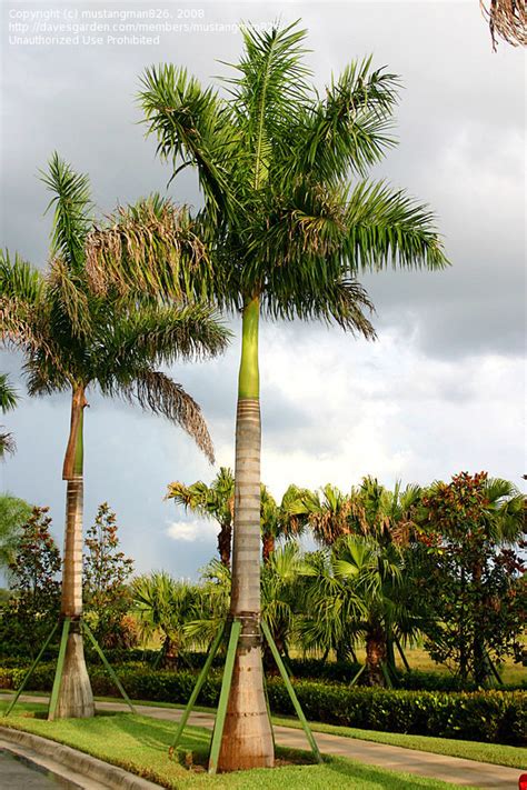 Plantfiles Pictures Florida Royal Palm Roystonea Regia By Palmbob