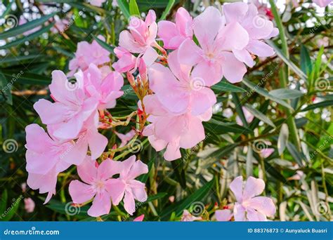 Nerium Oleander Sweet Oleander Rose Bay Stock Image Image Of Leave