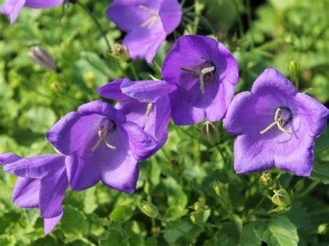 Campanula Carpatica Blaue Clips Harviala Oy