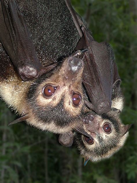 Flying Foxes Bat Conservation And Rescue Qld Inc