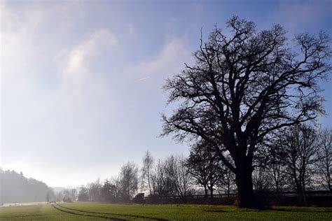 Free Images Landscape Nature Branch Cold Fog Mist Morning