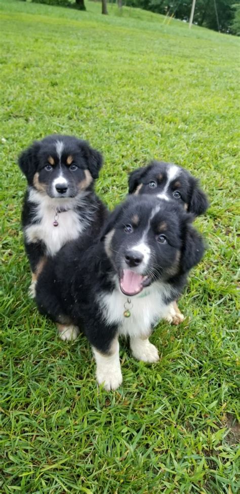 Australian Shepherd Puppies For Sale Upton Ky 301288