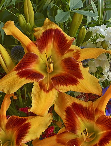 Rainbow Rhythm® Tiger Swirl Daylily Hemerocallis Hybrid Day Lilies Perennials Plants