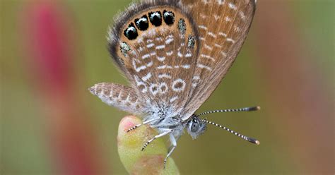 Caribbean Wildlife Creatures Of The Cayman Islands