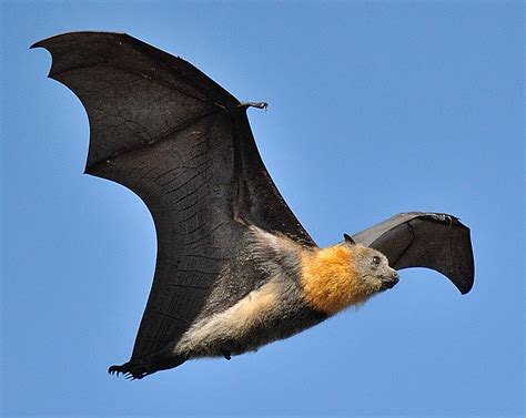 Chiroptera Grey Headed Flying Fox