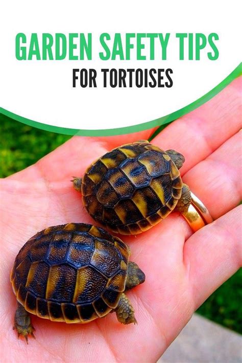 Keep Your Pet Tortoise Safe This Summer With These Care Tips For Free