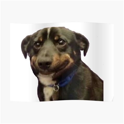 Awkward Dog Smile Meme Poster By Syracuse2 Redbubble