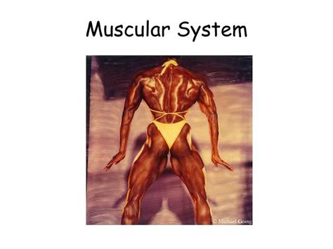 Ppt Muscular System Powerpoint Presentation Free Download Id30308