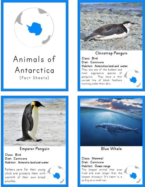 Montessori Inspired Animals Of Antarctica 3 Part Cards And Fact Cards
