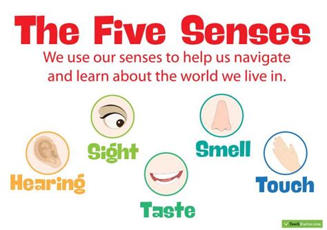 The 5 Senses Posters Teaching Resource Teach Starter Teaching