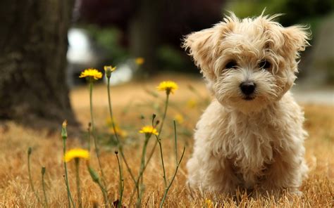 38 Cute Dog Pictures