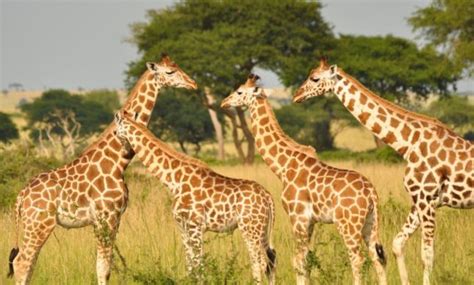 We offer growing tips for 9 popular plants. 10 Remarkable Animals that Start with the Letter G