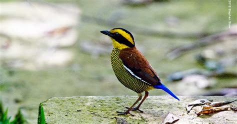 More than 1300 species of butterflies species recorded in the past decades in malaysia. BORNEO BIRDS: Endemic Birds Of Borneo - BORNEAN BANDED PITTA