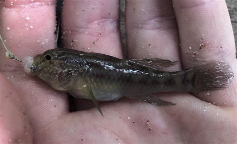 Goby Crested Gr8b8