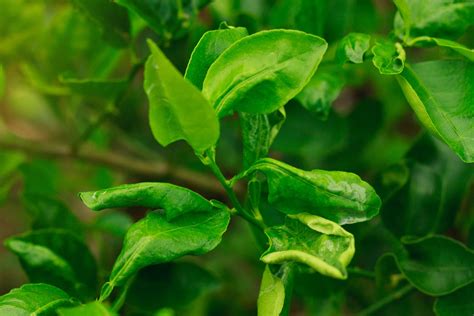 Lemon Tree Problems Causes And Fixes 2 Gardens