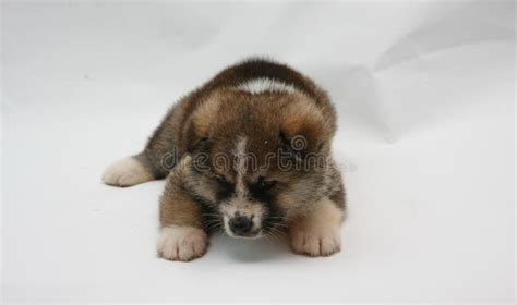 Newborn Akita Inu Puppy Stock Image Image Of Animals 83441849