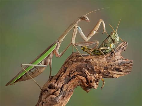 Grasshopper Vs Praying Mantis Whatbugisthat