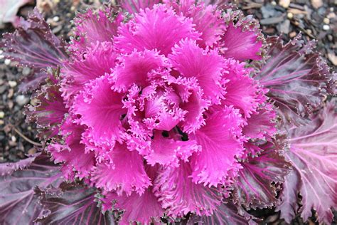 Pink Brassica Oleracea Photograph By Robin Vargo Fine Art America