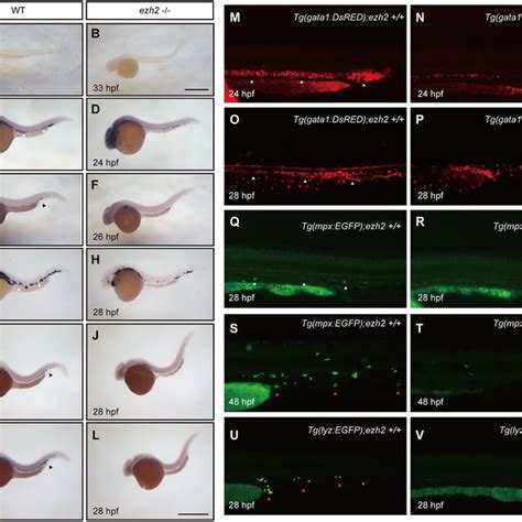 Primitive Hematopoiesis Is Disrupted In Ezh2 Mutant Zebrafish A B