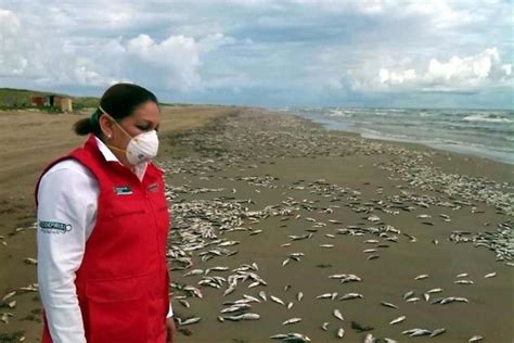 Red Tide Kills Thousands Of Fish In Tamaulipas Mexico Strange Sounds