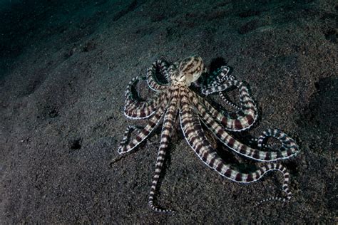 The mimic octopus, (thaumoctopus mimicus), is a unique species of octopus capable of impersonating other sea animals. Why Do Animals Mimic? » Science ABC