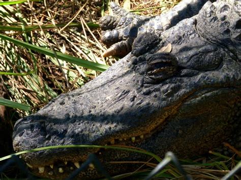 Alligator That Bit Off Florida Womans Arm Captured Euthanized