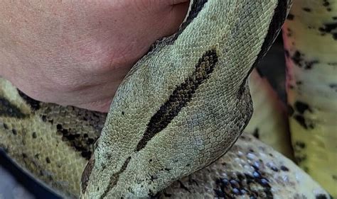 Boa Constrictor Spotted As Rspca Warns Hot Weather Could Lead To Snake